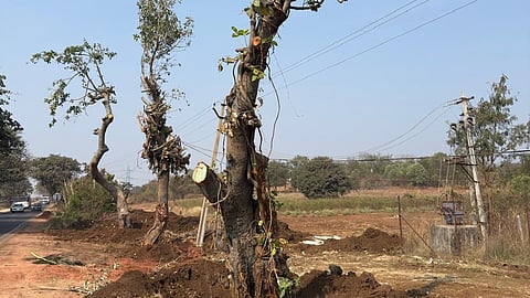 According to the report, 911 banyan trees were originally identified in the corridor under NGT directions.
