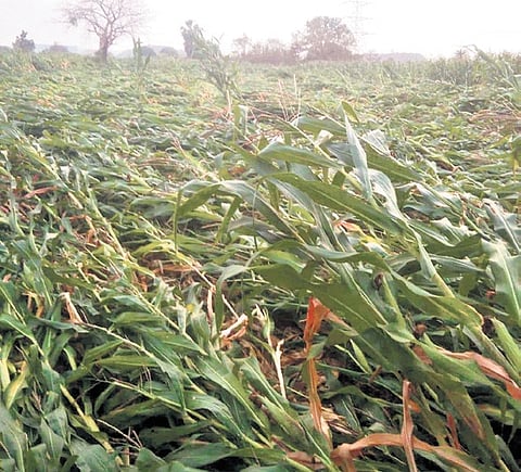 In Siddipet district, heavy showers in Toguta mandal caused significant damage to maize and mango crops.