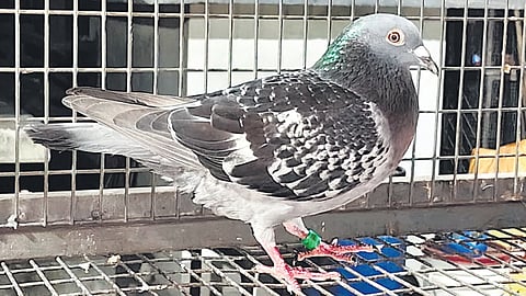 The pigeon that won the competition