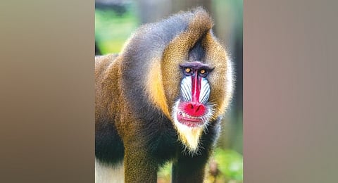 The species gained wider popularity through Rafiki, the wise mandrill character in The Lion King.