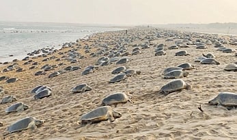 An official said the Rushikulya rookery, spread across 10 km from New Podampeta to Agasti Nuagaon, is one of the major mass nesting (Arribada) sites for the Olive Ridley sea turtles in the world. 