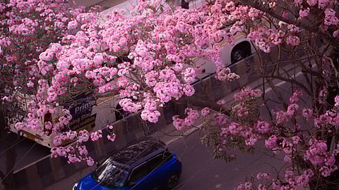 Sprinkling hues: Bengaluru embraces bloom season