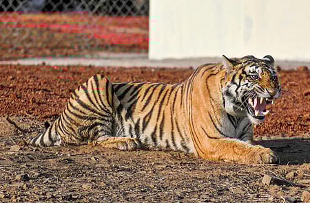 Representative Image.