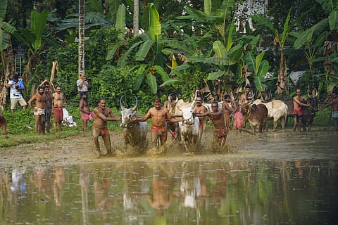 Century-Old Bull Race Draws Crowds to Kakkoor
