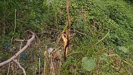 Farmers using rope lit with fire to chase Indian gaurs in Dindigul district