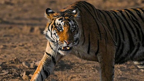 The MP forest department told the HC that a scientific analysis of 55 tiger deaths in 2025 shows  that a majority of the deaths were due to natural causes and not attributable to poaching. 