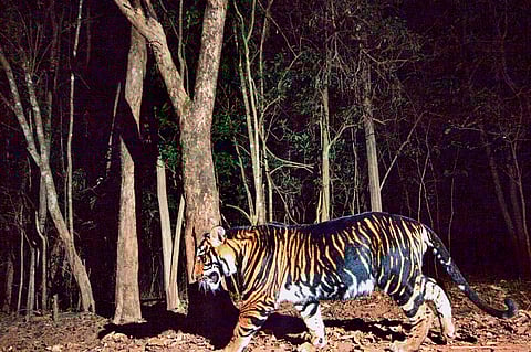 Melanistic tiger