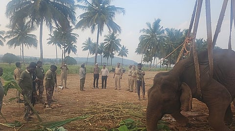 Forest officials are fighting to save the life of a female elephant found in a sick and weakened condition at the Sathyamangalam