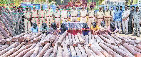 Red Sanders Anti-Smuggling Task Force seizes 195 sanders logs in Karnataka, 8 smugglers held