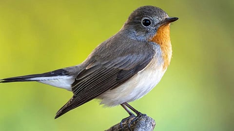 Red-breasted Flycatcher returns to Ameenpur Lake.