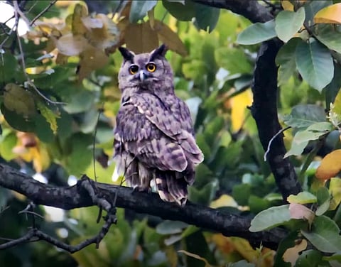 One of the dusky eagle owls that was spotted.