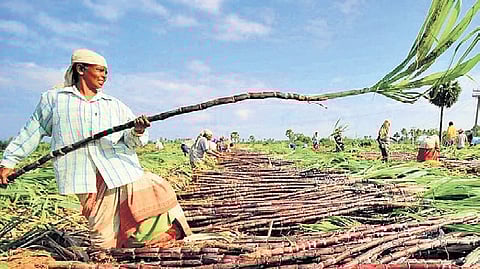 With several sugar factories grappling with cash-flow stress, farmer organisations insist that any revival package must also address mill liquidity
