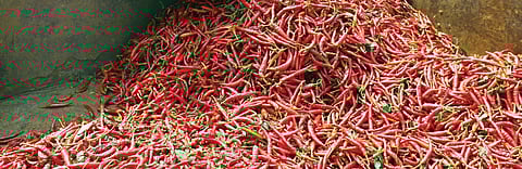 Priyanka variety of chilli hopes wilt as prices crash in Andhra Pradesh