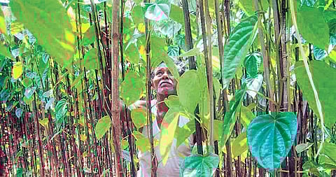 A betel farmer from Kendrapara district inspecting the vine 