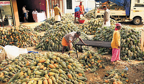 Workers sorting pineapples at Vazhakkulam pineapple market 