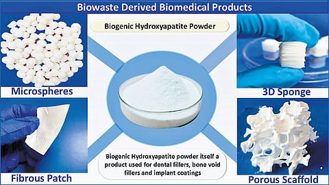 University of Madras develops nanostructured 3D sponge for rapid bleeding control and bone regeneration