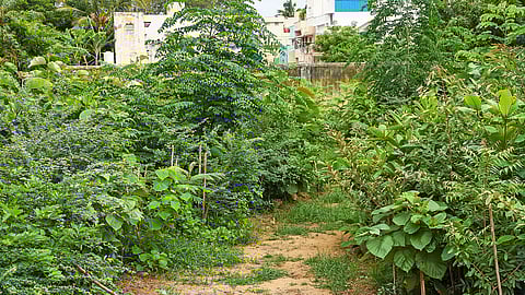 Tiruchy Corporation has planned to develop Miyawaki forests at 10 locations across the city at Rs 15 crore. The method allows 10 times faster growth.