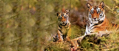 MP wants WII help to assess carrying 
capacity of high-density tiger reserves