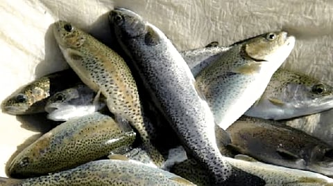 Government data highlights that trout farming is currently one of the most rapidly growing and government-backed industries in Uttarakhand.