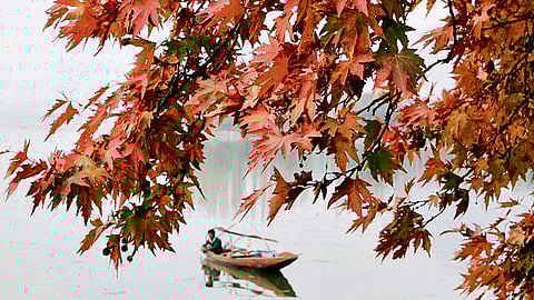 A shikara framed by a Chinar tree