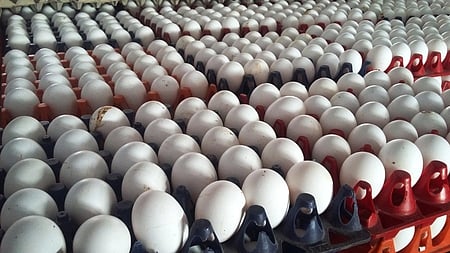 Exporters from Namakkal said about 70 containers, each carrying nearly five lakh eggs, were shipped to Middle Eastern countries in a single vessel on February 28.