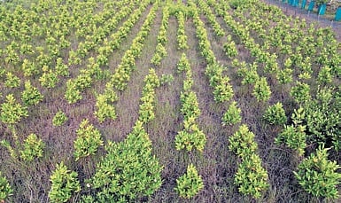 The Forest department first introduced the technique in 2022, facilitating saline water to reach previously barren coastal land by digging channels in areas with limited tidal inflow.