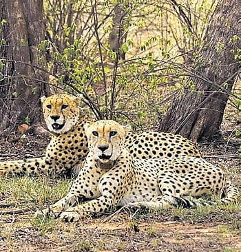 National tiger body to help create MP-Rajasthan cheetah corridor