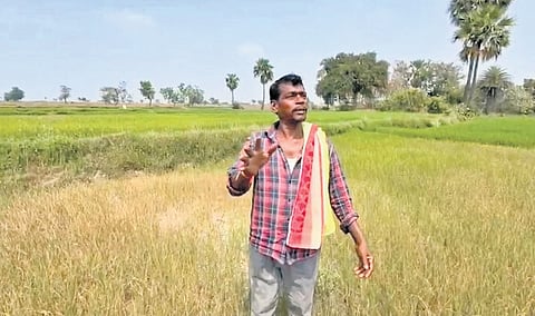 A farmer stands in his dried-up paddy field in a village in Jangaon district.