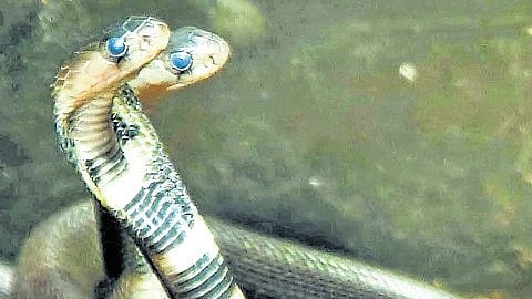 At present, the antivenom supplied from Tamil Nadu and Karnataka is not fully effective here due to geographical and climatic variations. 