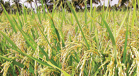Kharif crops