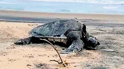 Olive Ridley turtle carcasses.