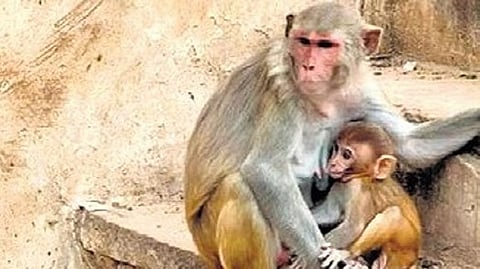 Residents say monkeys that once stayed largely within forests are now moving deeper into human settlements.