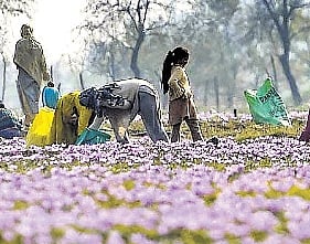 Uncertain times as Iran war casts shadow on Kashmir’s spring tourism