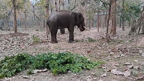 One more captive elephant 'John' brought to newly inaugurated Chadivayal elephant camp in Boluvampatti recently.