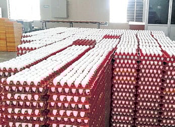 Egg prices crash in Karnataka as export
to Gulf region stops, demand drops