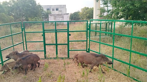 An iron cage used by the district forest officials in Srivaikuntam.