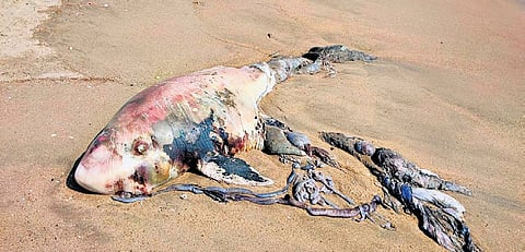 The carcass of the Pygmy Sperm Whale 