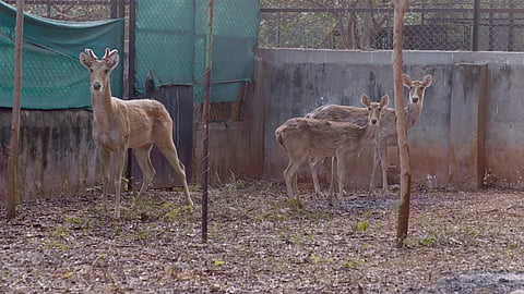 New arrivals at Indira Gandhi Zoological Park in Visakhapatnam as part of the animal exchange programme with Nandankanan Zoo on Wednesday. 