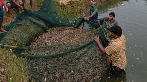 The ongoing conflict in the Gulf region has disrupted seafood exports and reduced demand in some international markets. 