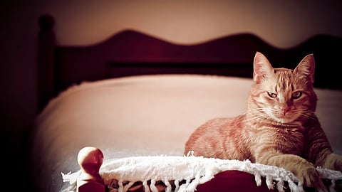 How well did you ZZZ... last night?