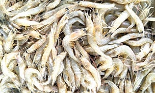 Odisha exports around 92,169 tonne of seafood annually.