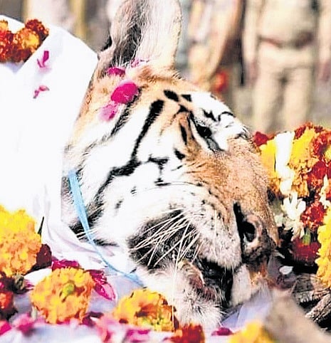 Bhopal Diary | Mowgli’s home loses its Langdi Baghin