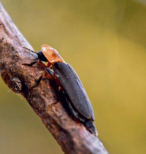 India’s 1st firefly checklist documents 92 species