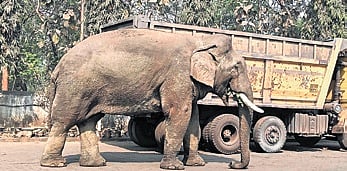 Traffic disrupted on Odisha's SH-10 after elephant found roaming on road.