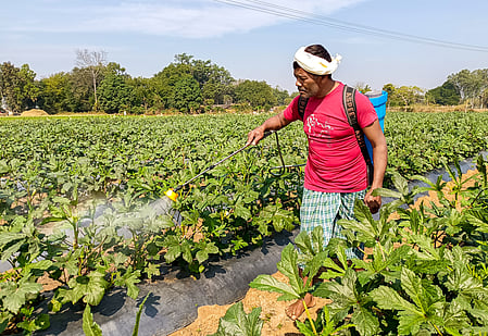India has adequate fertiliser stocks ahead of Kharif 2026 despite global disruptions: Govt