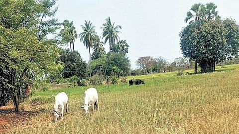Farmers say the situation has become dire, with groundwater levels depleting drastically. 
