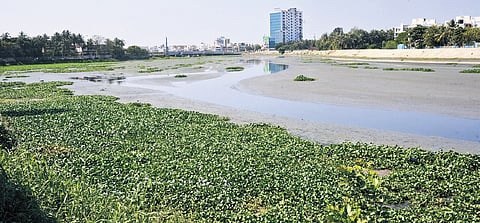 Invasive species spread across the water channel.