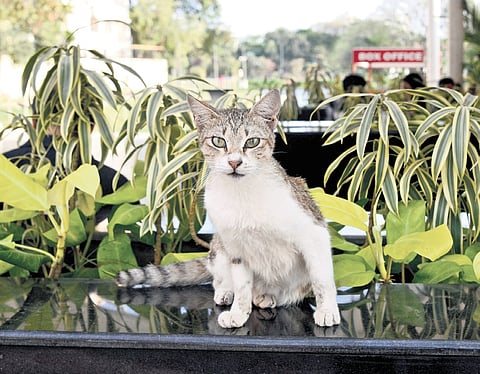 The visitors said the park authorities are turning a blind eye to their complaints regarding the stray cat menace 
| Martin Louis