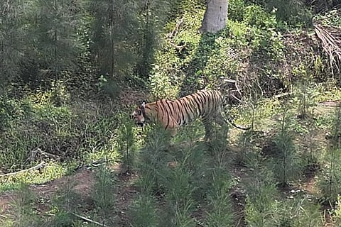 The big cat moves towards high school in Sankhavaram village and later to rocky hill area at Gairampeta’s pond.