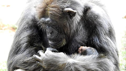Chimpanzee Gowri with her child at the Vandalur Zoo in 2021.